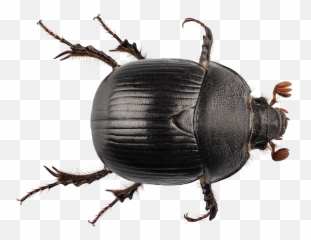 Black Beetle Png Transparent - Dung Beetle Transparent Background,Beetle Png