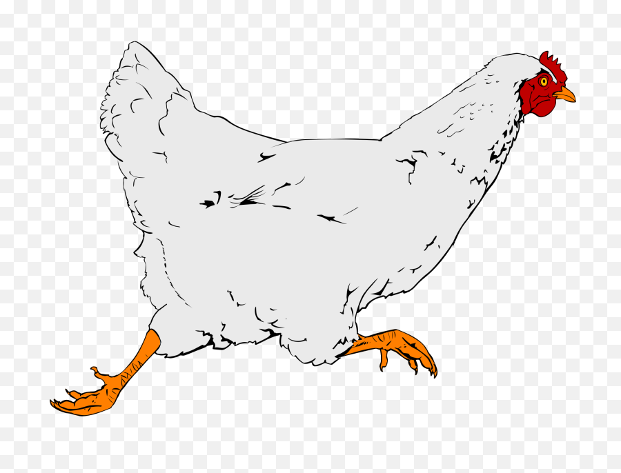 Курица на белом фоне. Курица рисунок для детей. Курица клипарт. Куры клипарт.