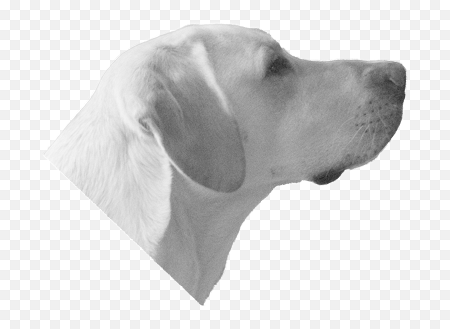 Dog Head - Dogs Head Transparent Bg Png,Dog Head Png