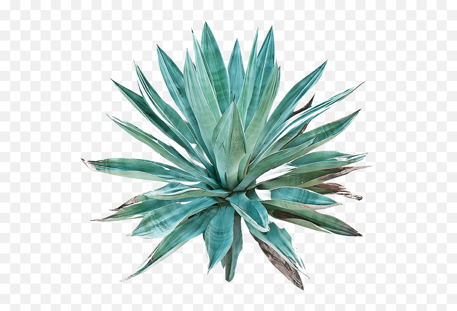 Agave - Agave Cactus Art Png,Agave Png