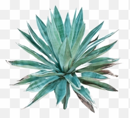 Agave - Agave Cactus Art Png,Agave Png