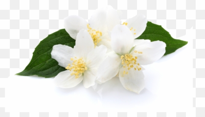 Jasmine U2013 Nadinau0027s Cremes - Imagen De Vainilla Png,Jasmine Png