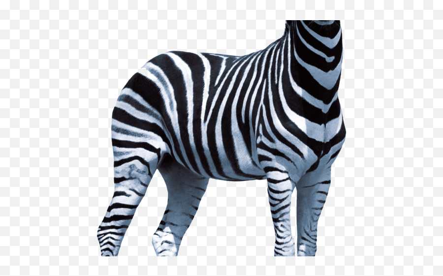 Download Zebra Png Transparent Images - Cartoon Zebra Transparent,Zebra Png