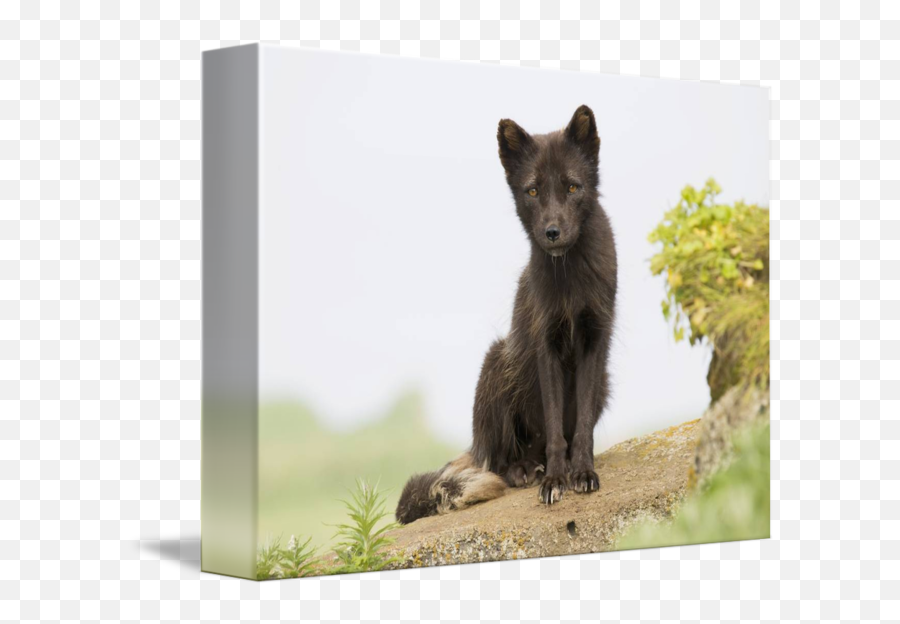 Adult Arctic Fox Guarding The Den Summer St Pau By Design Pics - Arctic Fox Png,Arctic Fox Png