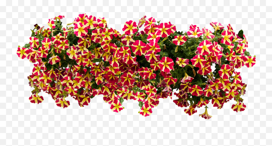 Download Hd Balcony Flowers - American Flowers Image Png Petunias Png,Balcony Png