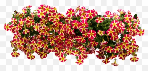 Download Hd Balcony Flowers - American Image Png Petunias