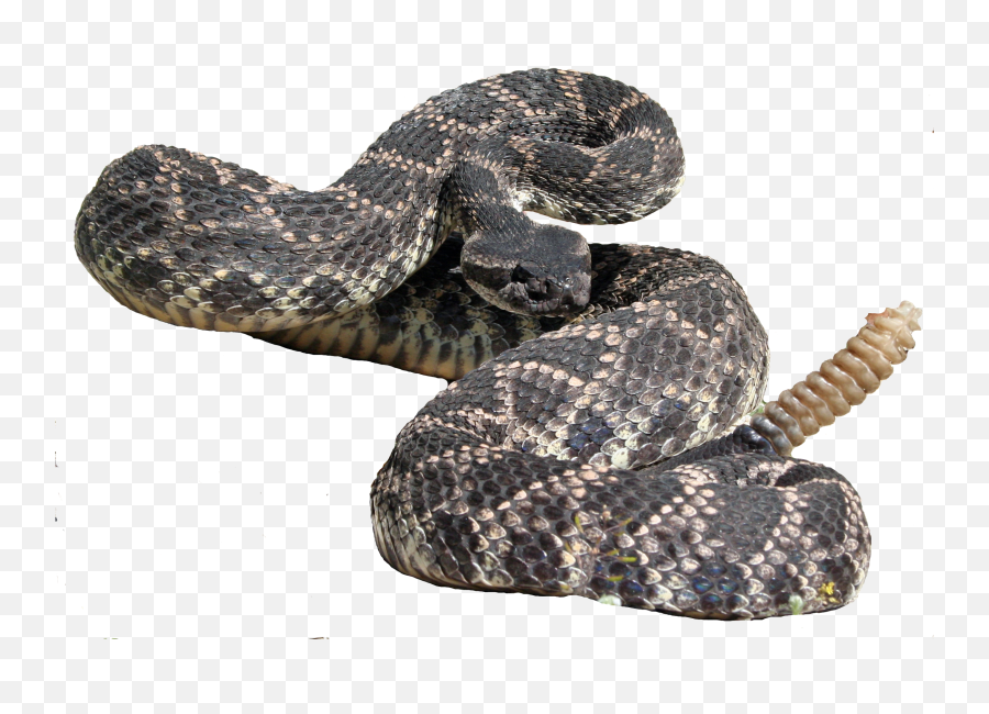 Eastern Diamondback Rattlesnake Hognose - Free To Use Rattlesnake Png,Rattlesnake Png