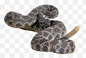 Eastern Diamondback Rattlesnake Hognose - Free To Use Rattlesnake Png,Rattlesnake Png