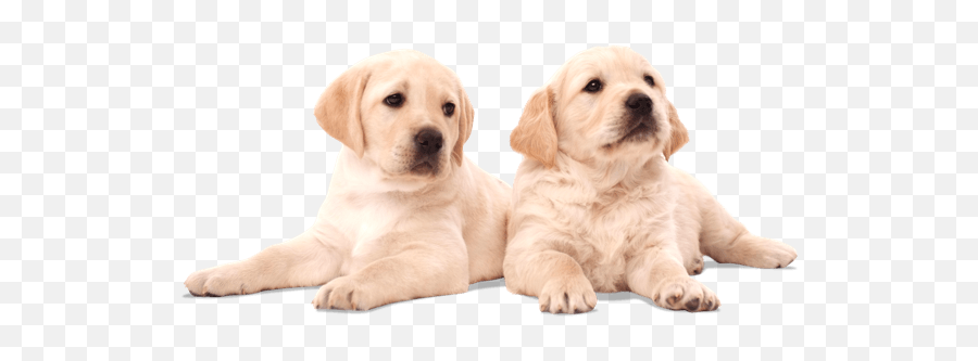 Download Hd You Have The Chance To Name Puppies And - Two Puppies Png,Puppies Png