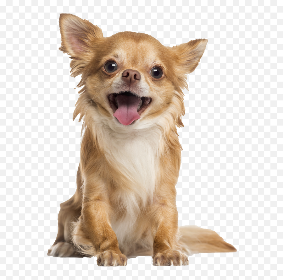 Longhaired Chihuahua Png Free - Long Haired Chihuahua Png,Chihuahua Png