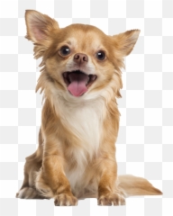 Longhaired Chihuahua Png Free - Long Haired Chihuahua Png,Chihuahua Png