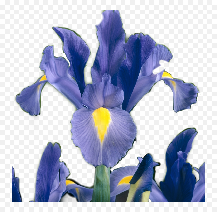 Iris Flower Sticker Irisflower By - Irises Png,Iris Flower Png