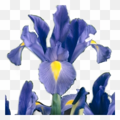 Iris Flower Sticker Irisflower By - Irises Png,Iris Flower Png
