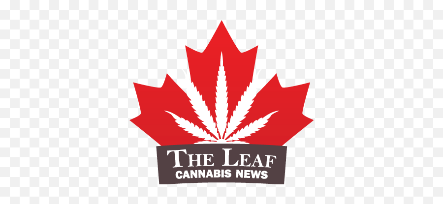 Red Maple Leaf Weed Logo - Confederation Landing Png,Red Leaf Logo