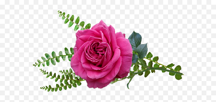 Flower Pink Rose - Free Photo On Pixabay Rose Png,Pink Rose Petals Png