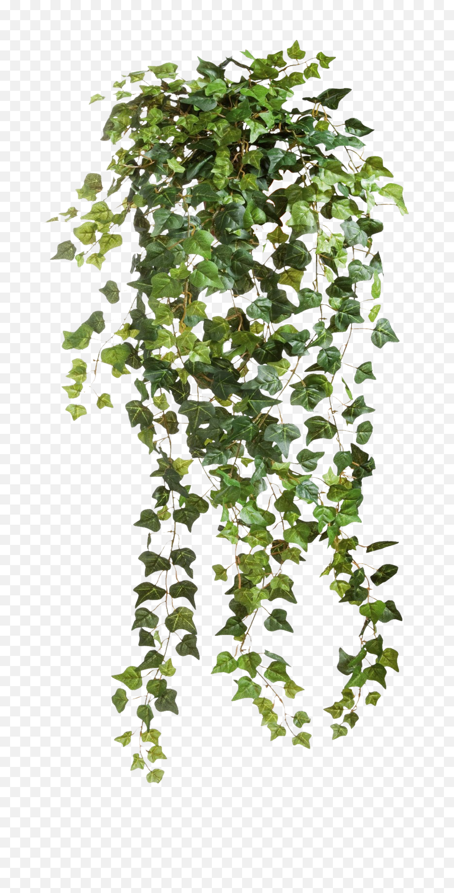Climbers Png 1 Image - Vines Png,Creepers Png