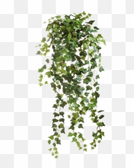 Climbers Png 1 Image - Vines Png,Creepers Png