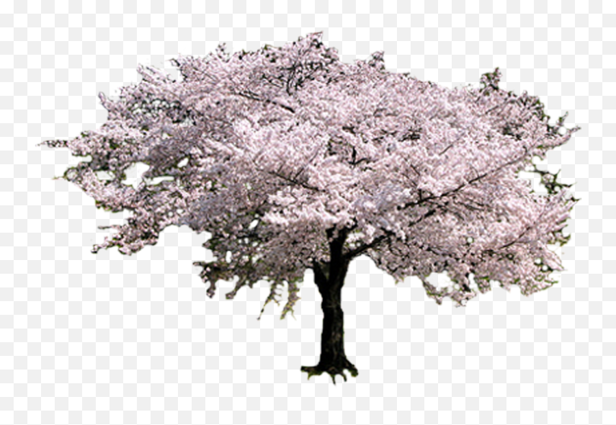 Sakura Tree - Transparent Cherry Blossom Tree Png,Sakura Tree Png