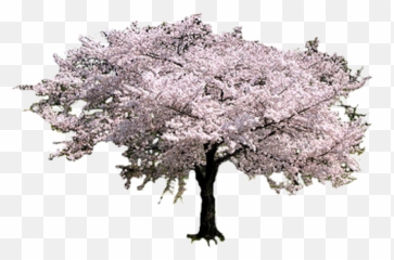 Sakura Tree - Transparent Cherry Blossom Png