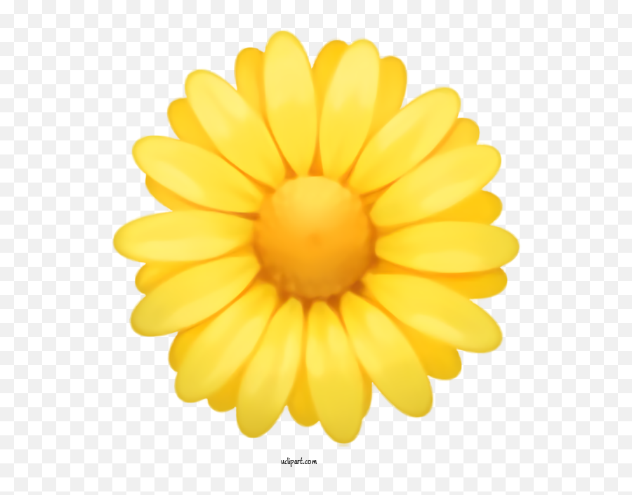 Holidays Yellow Gerbera Petal For Easter - Easter Clipart Fresh Png,Transparent Flower Emoji