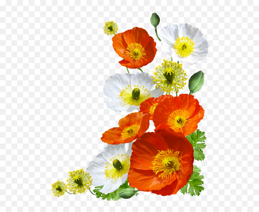 Poppies Iceland - Icelandic Poppy Transparent Png,Poppies Png