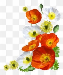 Poppies Iceland - Icelandic Poppy Transparent Png,Poppies Png