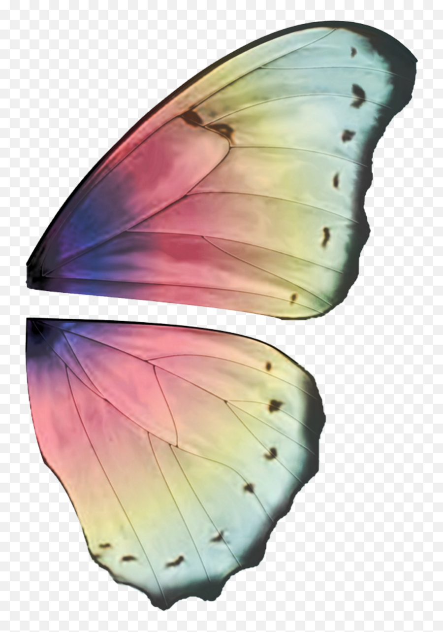Ali Farfalla Png 9 Image - Butterfly Wings Transparent Background,Ali A Png