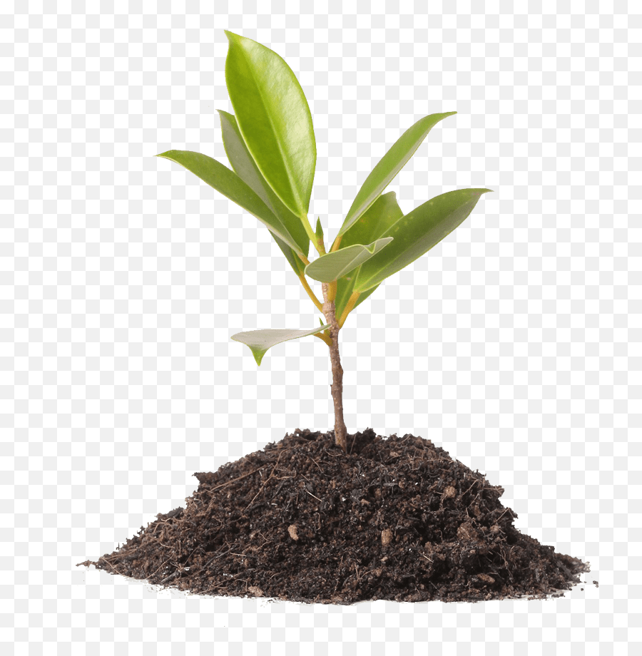 Organic Fertilizer Manufacturer Farming - Sunflower In Light Bulb Png,Plant Png