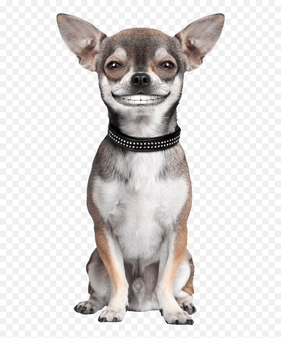 Dog Png Image Beautiful Dogs Transparent Pictures - Free Male Chihuahua,Dog Png Transparent
