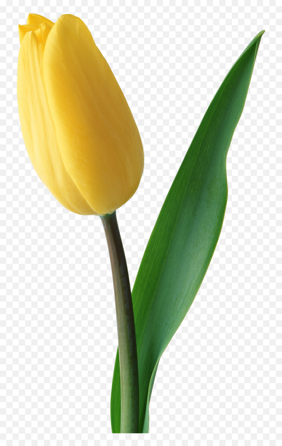 Download Tulip Png Image For Free - Yellow Tulip Png,Tulip Transparent