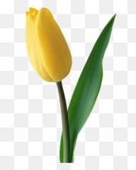 Download Tulip Png Image For Free - Yellow Tulip Png,Tulip Transparent