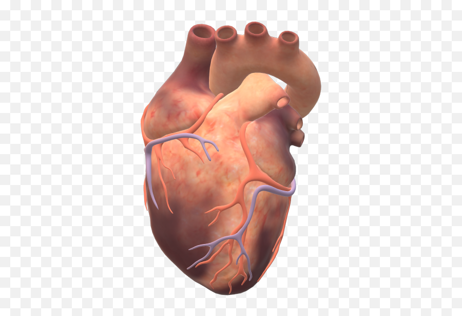 Human Heart Activity Description Teacher Tips Subject Areas - Ugly Png,Anatomical Heart Icon