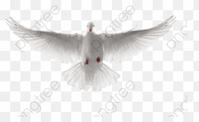 Download Free Png Sido Paloma Blanca - Dove,Paloma Png