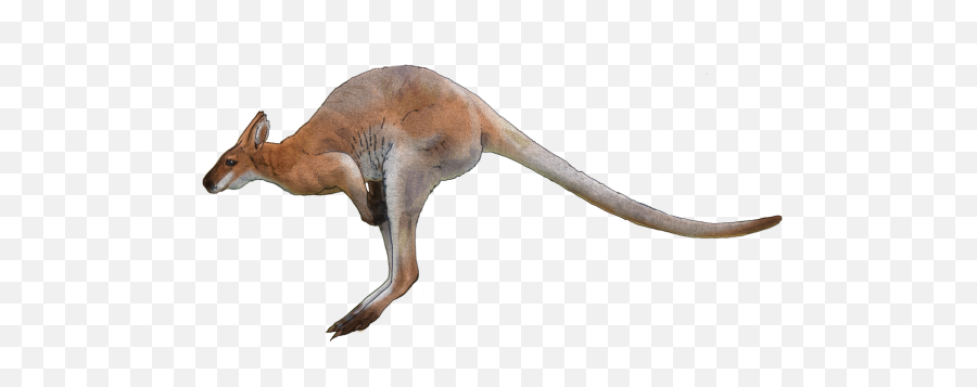 Kangaroo Png Transparent Images - Red Kangaroo Transparent Background,Kangaroo Transparent Background