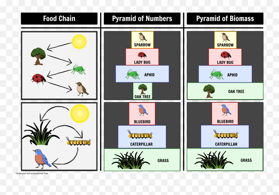 Pyramid Of Number And Biomass Storyboard By Oliversmith - Pyramid Of Biomass Man Png,Food Pyramid Png
