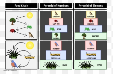 Pyramid Of Number And Biomass Storyboard By Oliversmith - Pyramid Of Biomass Man Png,Food Pyramid Png