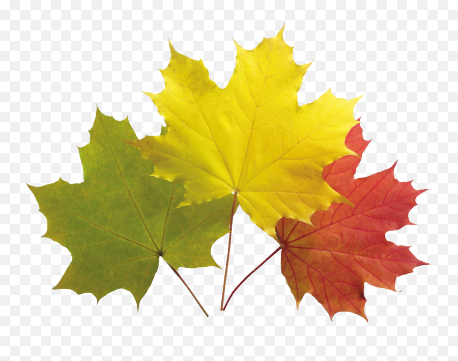 Autumn Leaves Png In High Resolution Web Icons - Pewasta Reh Shajar Se Umeed E Bahar Rakh Essay In Urdu,Leaf Png Transparent