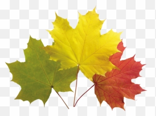 Autumn Leaves Png In High Resolution Web Icons - Pewasta Reh Shajar Se Umeed E Bahar Rakh Essay In Urdu