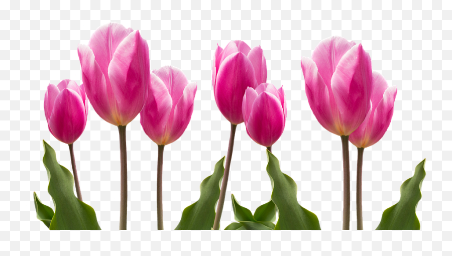 Spring Tulips Pink - Free Photo On Pixab 1552229 Png Tulips Flower,Tulip Png