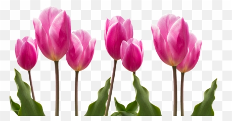 Spring Tulips Pink - Free Photo On Pixab 1552229 Png Tulips Flower,Tulip Png