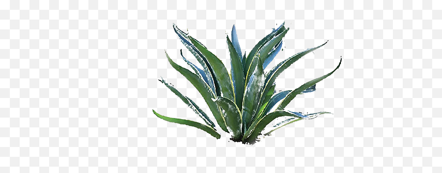 Agave Press - Agave Png,Agave Png