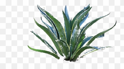 Agave Press - Agave Png,Agave Png