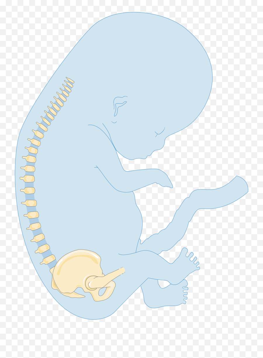 Foetus Newborn Baby 2 - Illustration Png,Fetus Png