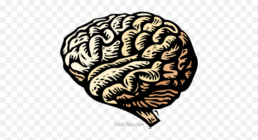 Woodcut Brain Royalty Free Vector Clip Art Illustration - Physiology And Regulation Of Temperature Png,Brain Vector Png