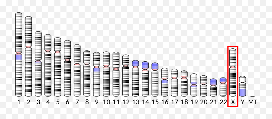 Ideogram Human Chromosome X - Chromosome X Png,Chromosome Png