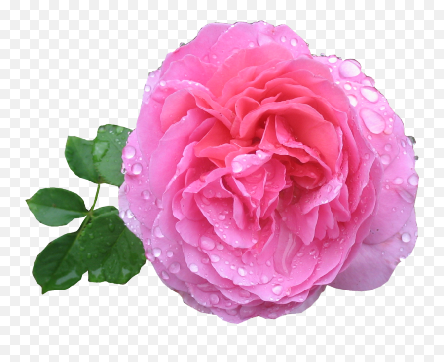 Pink Rose Png Hd - Rose Image Hd Png,Pink Roses Png