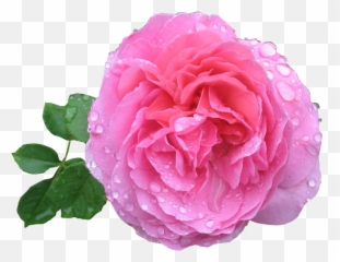 Pink Rose Png Hd - Image
