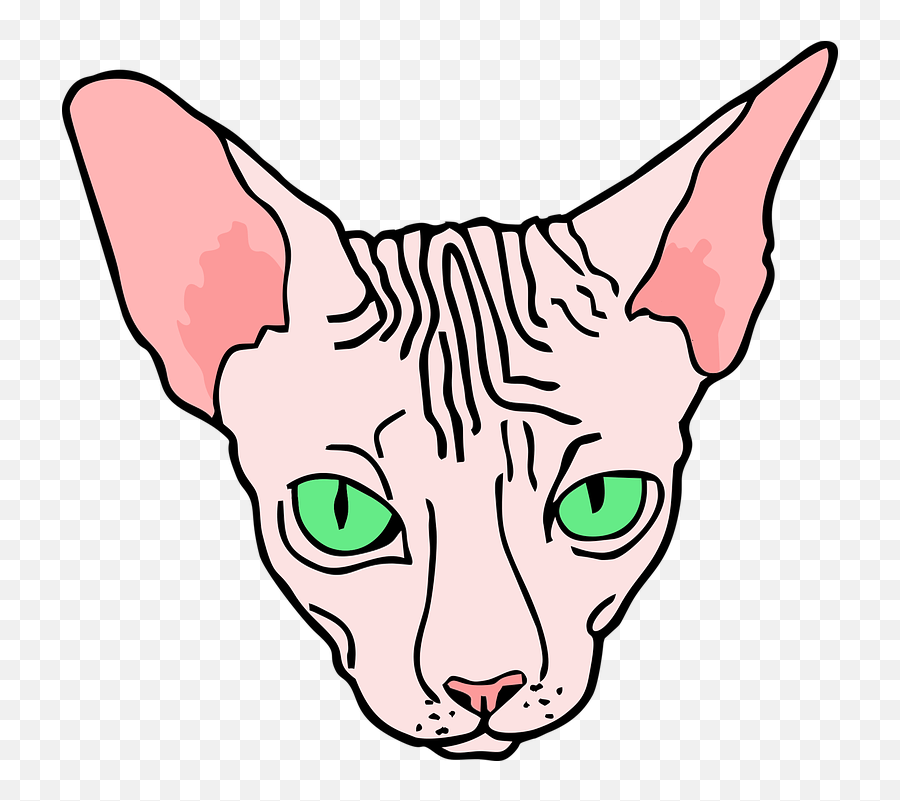 Angry Sphynx Sphinx - Sphynx Cat Line Art Png,Angry Cat Png