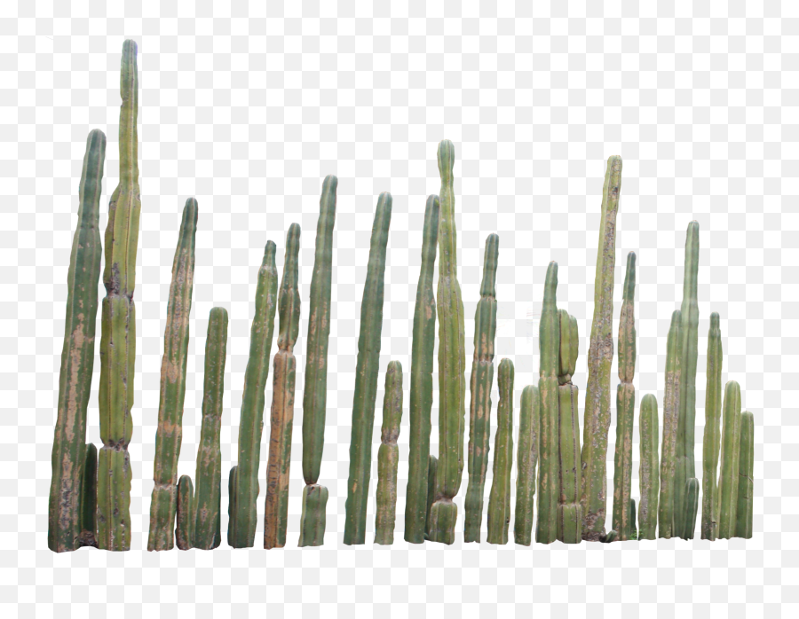 Download Hd Cactus Plants Png - Cactus Png,Cactus Png
