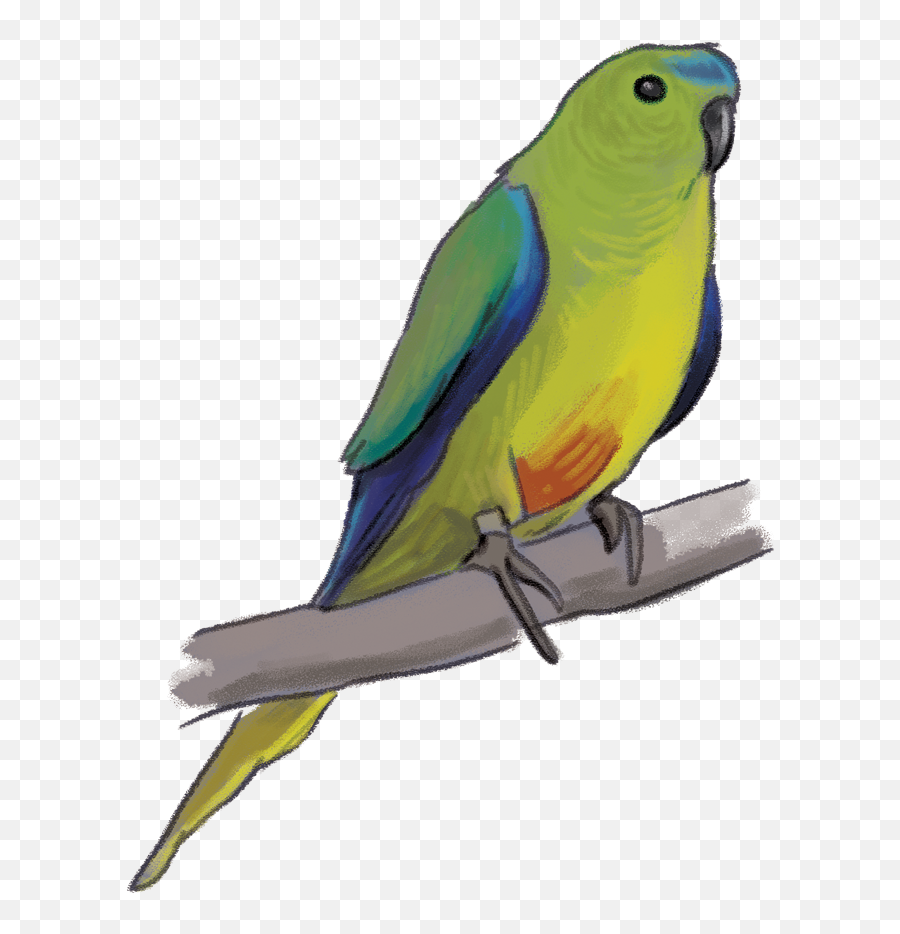 Parrot Clipart Birdu0027s Transparent Free For - Orange Bellied Parrot Transparent Png,Parrot Transparent